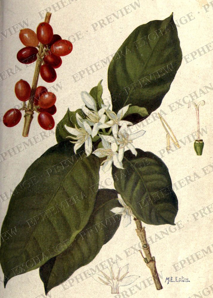 Coffee arabica botanical, vintage coffee illustration (watermarked preview)